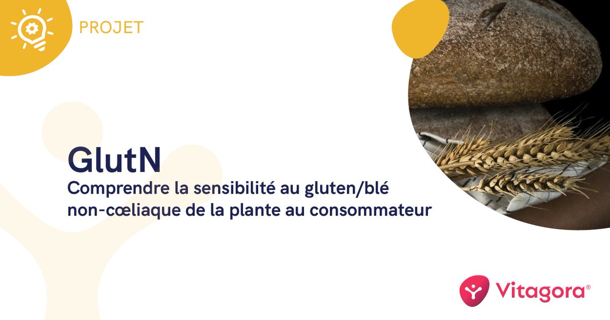 [PROJET labellisé Vitagora] 🍞 Le projet #GlutN vise à élucider les mécanismes responsables de la sensibilité au gluten/blé non cœliaque, évaluer sa prévalence et rechercher des biomarqueurs cliniques par une approche translationnelle du blé au patient.
➡️ vitagora.com/vitagora/actus…