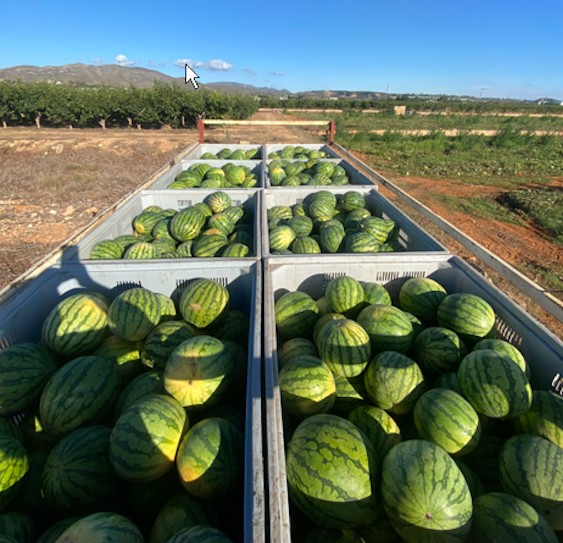 REVISTAFYH's tweet photo. El #precio de la #sandía #valenciana se desploma en campo

La organización critica a las grandes cadenas de distribución por utilizar la #sandía como producto reclamo en sus #lineales

https://t.co/qipTGdrwhI @UnioLlauradora 

🍉🍉🍉🍉🍉🍉🍉🍉🍉🍉🍉🍉🍉🍉 https://t.co/LfKovAlB2B