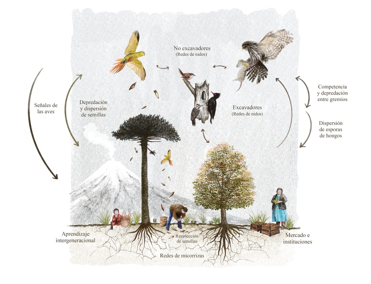 Nuestra aproximación relacional muestra cómo los actores (árboles, semillas/piñones, fauna,  pueblo pewenche, instituciones, etc) interactúan en redes socioecológicas complejas que dan forma a  la memoria biocultural de estos territorios surandinos (Ilustraciones de M. Medina 🥰)