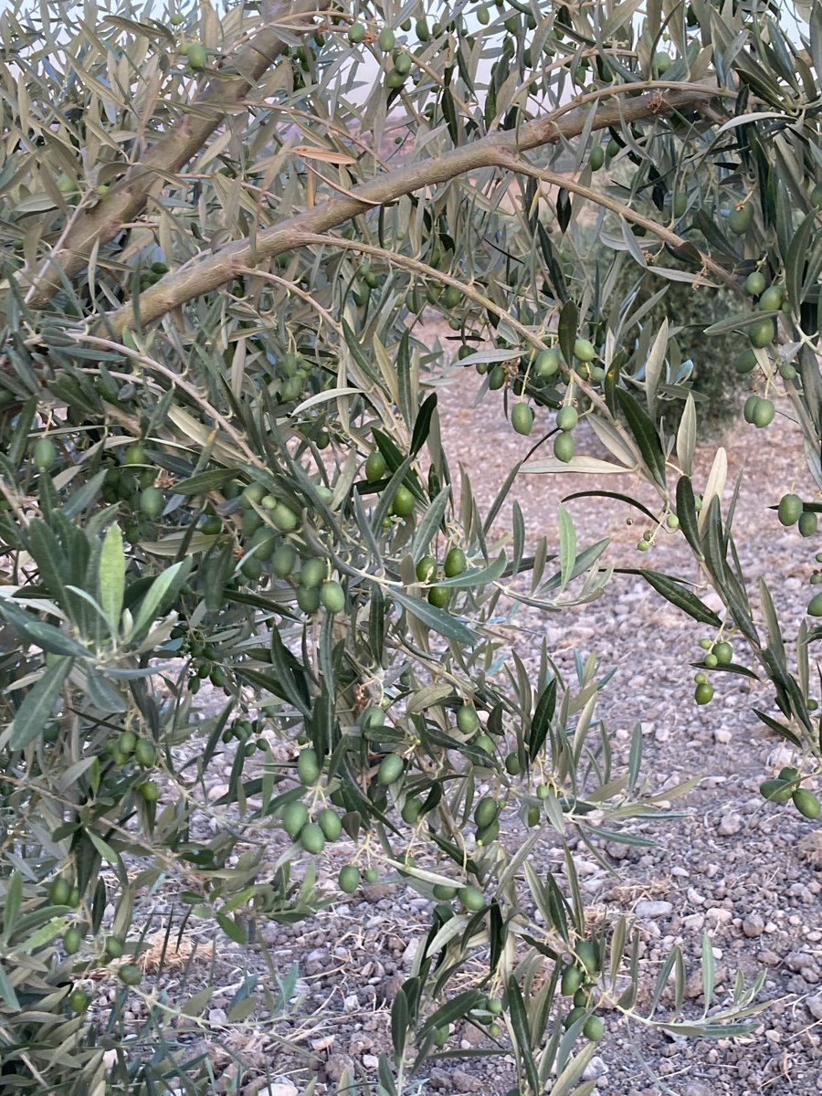 Así estan los olivares de sierra magina se prevé una cosecha muy aceptable ⁦<a href="/Agroinformacio/">Agroinformacion</a>⁩ ⁦<a href="/CuadernoAgrario/">Cuaderno Agrario</a>⁩
