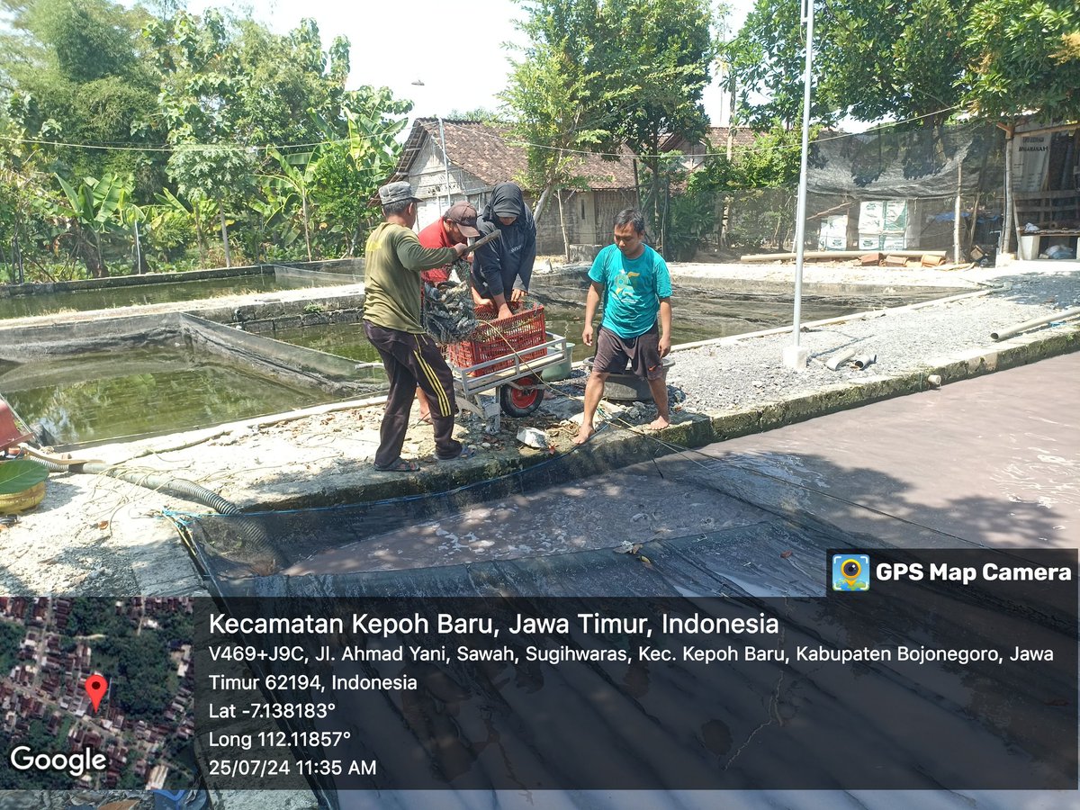 caturagungprab3's tweet photo. Kamis (25-07-2024) Catur A P, Luhkan Bojonegoro, mendampingi #panen Lele di Suyitno (Mina Amanah) Sugihwaras, sebanyak 261kg, kolam beton size 12-6 ek/kg, harga Rp. 19.000/kg
#GiatLuhkanSatminkalBWI
#Bnegoro 
@puslatluhkp
@bppp_banyuwangi
@brsdm_kp https://t.co/WjQCsw4sSg