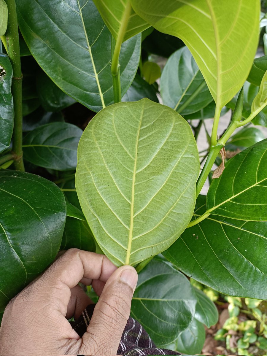 kadaluniverse's tweet photo. #NatureClick https://t.co/5Z0nBq4glX