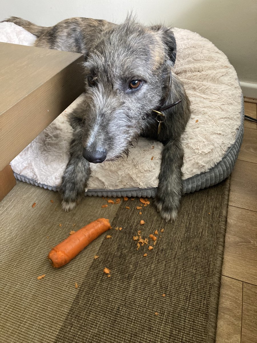 Flying Pig 🚁 tweet media