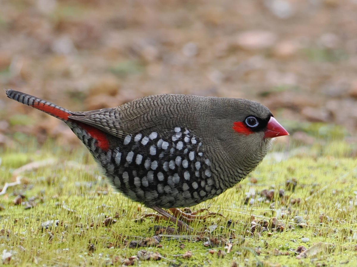 An immaculate plumaged Red-eared Firetail, this morning near Albany WA. My 350th tick of the trip.