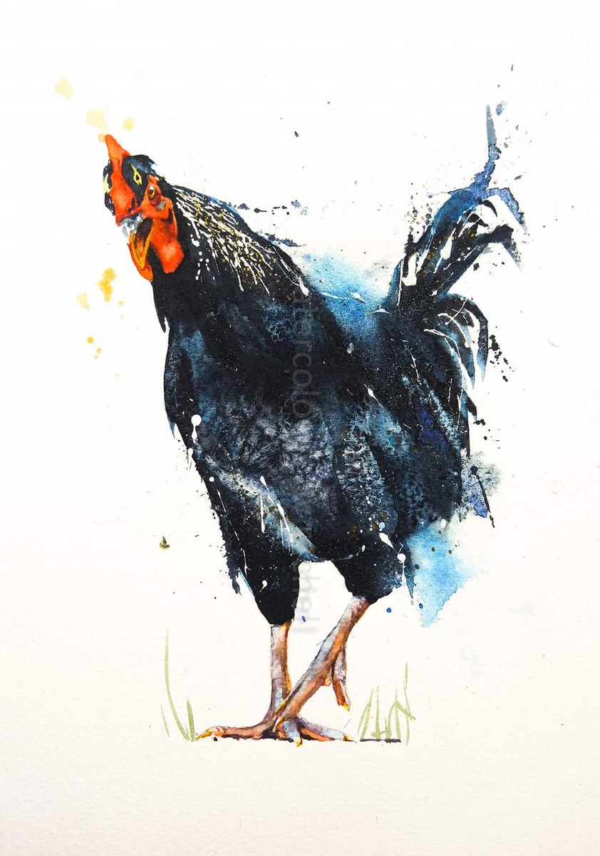 Elidanza's tweet photo. Strut your stuff!

Happy Thursday x

#watercolour #watercolourpainting #farmyard #rooster #animalportrait #Movement #inspired #feathers #birds #Devon #painting #artist #paint #fun #art #inspiration https://t.co/2GFfjPEOAu