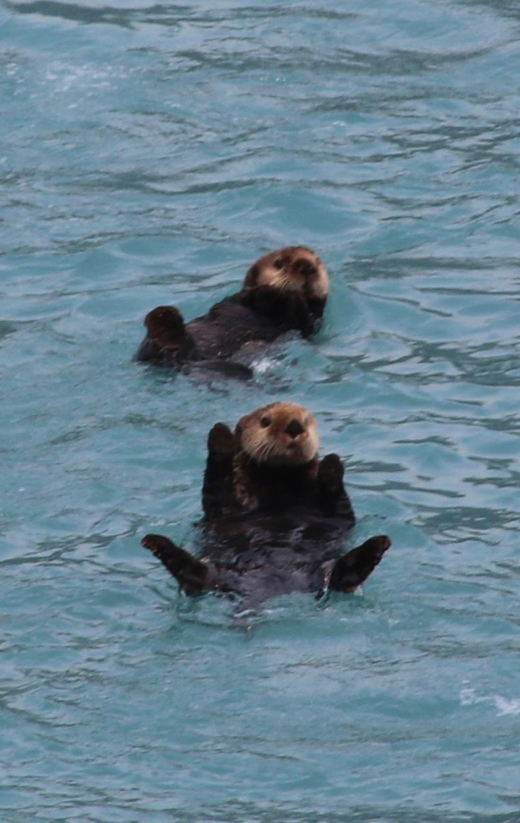 Beter gaat het vandaag niet worden #Alaska