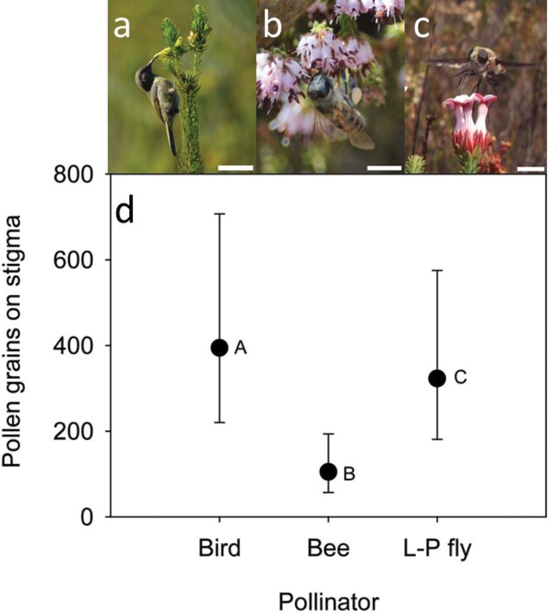 PhytoKeys's tweet image. Erica species pollinated by sunbirds and long-proboscid flies have higher pollen transfer efficiency compared to bee-pollinated species, according to this study from South Africa. 🇿🇦

🔗 doi.org/10.3897/phytok… 

#Ericaceae #pollinators