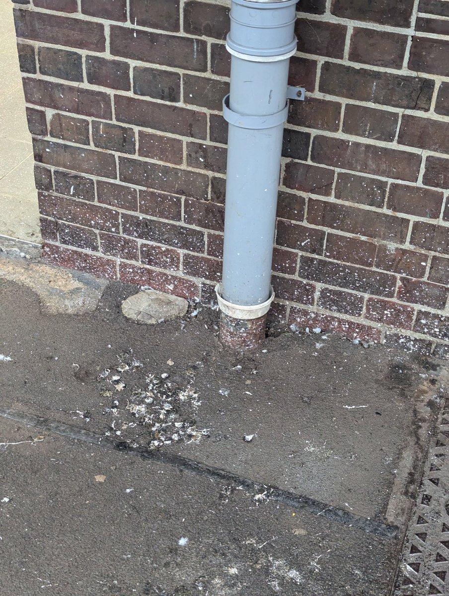 paul_gardner's tweet photo. @c2c_Rail Still nothing done about this I see. People getting hit with bird poo daily. https://t.co/8P0qZzTdCo