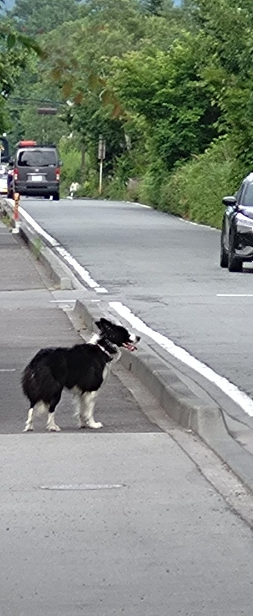 1000メートル林道にわんちゃん迷っています

今距離を保って見守っていますが他のお宅に入ってしまうので見守りきれなくなりそうです

お心あたりの方いませんか？