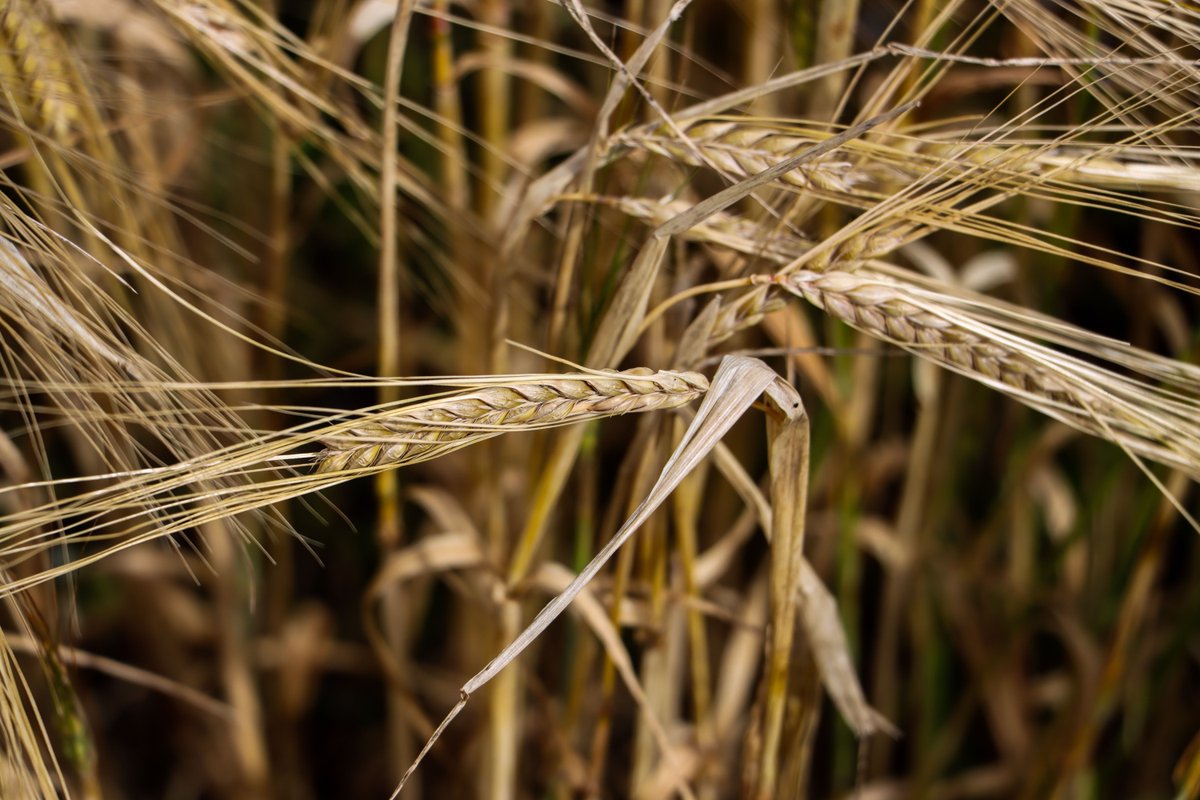 The UK is renowned for its high-quality malting barley 🌾 

There are three key reasons behind that:

▶️ Weather
▶️ Length of the growing season
▶️ Terroir

In this blog, Technical Director of UK Brewing Sales Jamie Ramshaw explains more 👉  buff.ly/2T5OhFz