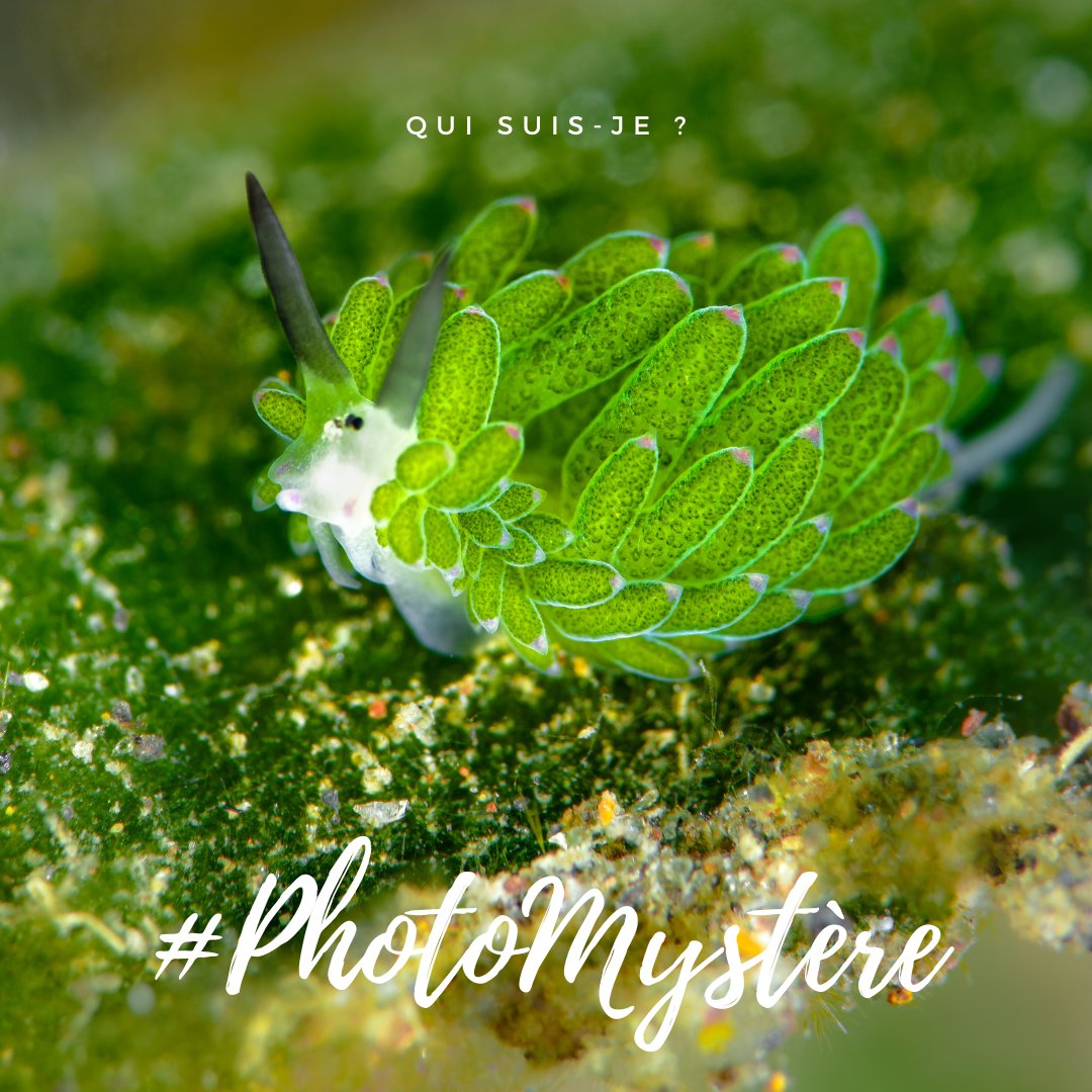 📸 #PhotoMystère : Un animal ou un Pokémon ? D'après vous ?

À vous de jouer 😊

#AnimalMystère #JeudiPhoto #animal #VulgarisationScientifique #science #jeu #quiz #challenge