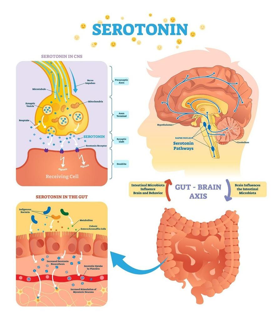 IhabFathiSulima's tweet image. What is the level of #serotonin during #premenstrual tension Syndrome?
