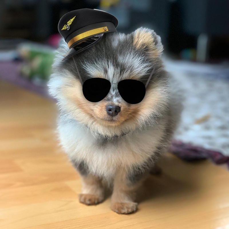 $Bubbles the Pom tweet media