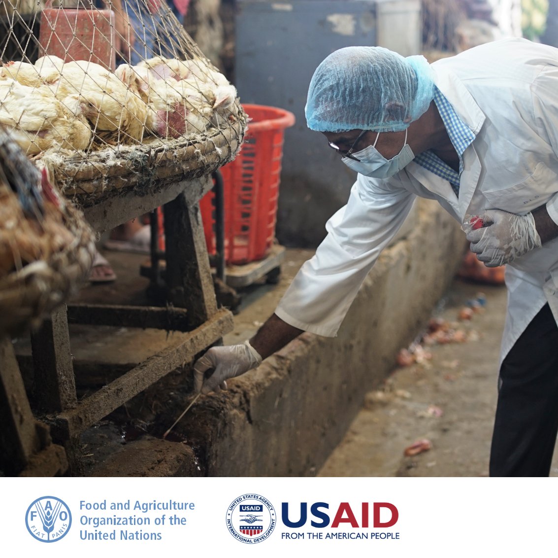 🚨 BREAKING: <a href="/FAO/">Food and Agriculture Organization</a> calls for urgent action as new #avianinfluenza variants threaten Asia and the Pacific.

"Immediate, coordinated preventive measures are essential for Member Nations," says <a href="/DrKachen/">Kachen Wongsathapornchai</a>.

Read the news and action points 🗞️ bit.ly/3zV76At

#ECTAD #OneHealth