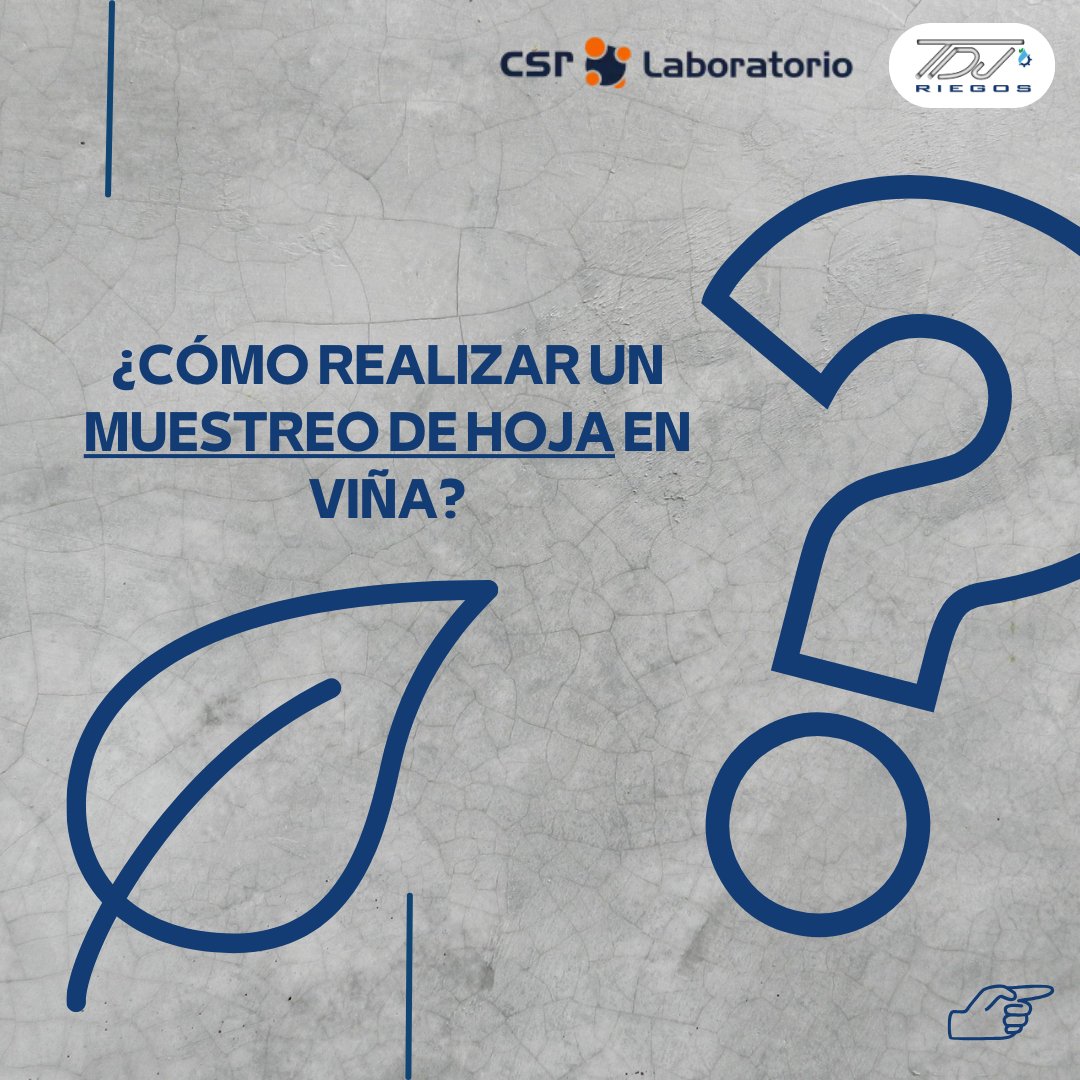 RiegosTdj's tweet photo. ¿Cómo realizar un análisis foliar en viña?

En estas imágenes encontrarás cómo realizar un análisis foliar en viña. En estas fechas te debes fijar en el periodo de envero. Si tienes alguna duda, pregúntanos 📲 https://t.co/Q27X43eTmf
