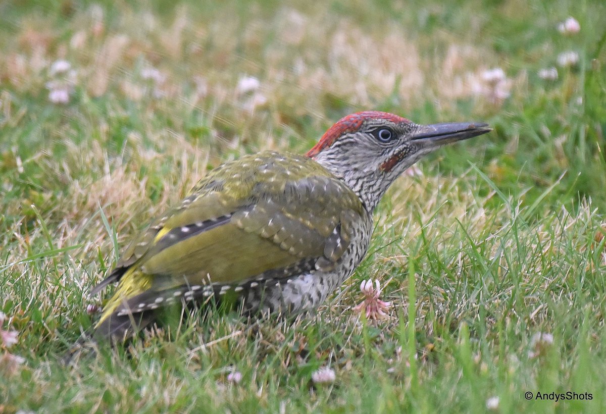 AndysShots tweet media