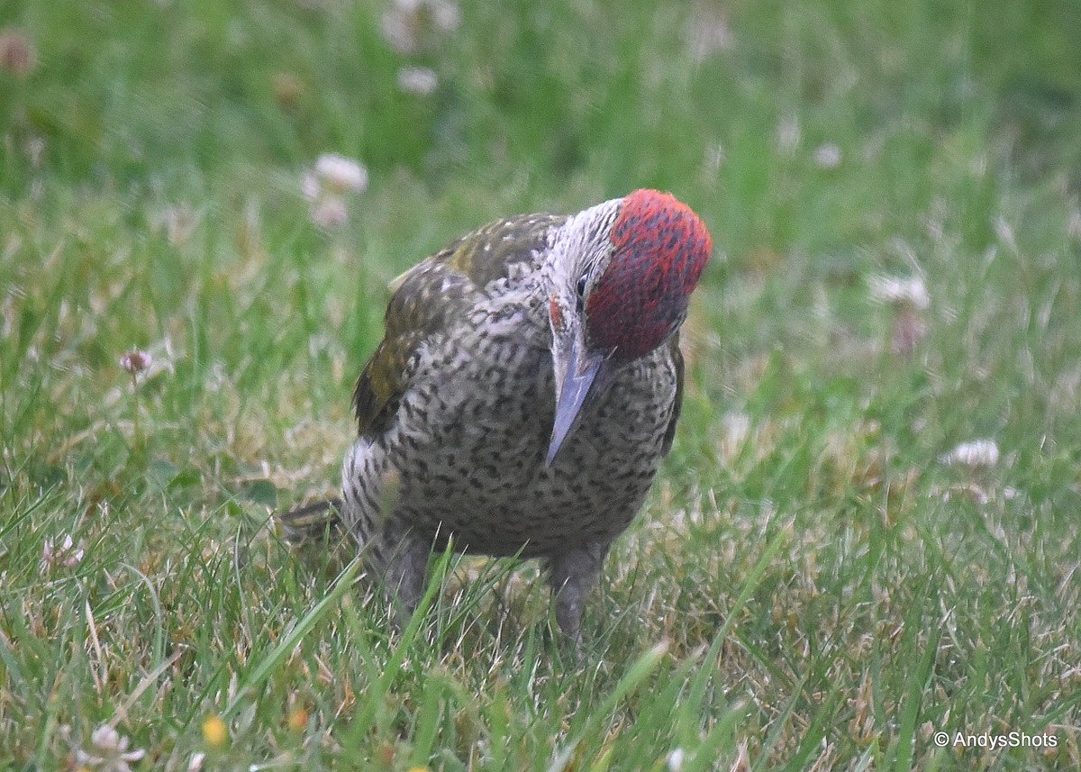 AndysShots (@andysshots123) on Twitter photo Nice to see #GreenWoodpecker back in the garden this morning.
<a href="/RSPBBexleyGroup/">RSPBBexleyGroup</a> @WildLondon <a href="/TheWildImages/">The Wild Images</a> <a href="/BexleyBirding/">Bexley Wildlife</a> <a href="/_BTO/">BTO</a> Nice to see #GreenWoodpecker back in the garden this morning.
<a href="/RSPBBexleyGroup/">RSPBBexleyGroup</a> @WildLondon <a href="/TheWildImages/">The Wild Images</a> <a href="/BexleyBirding/">Bexley Wildlife</a> <a href="/_BTO/">BTO</a>