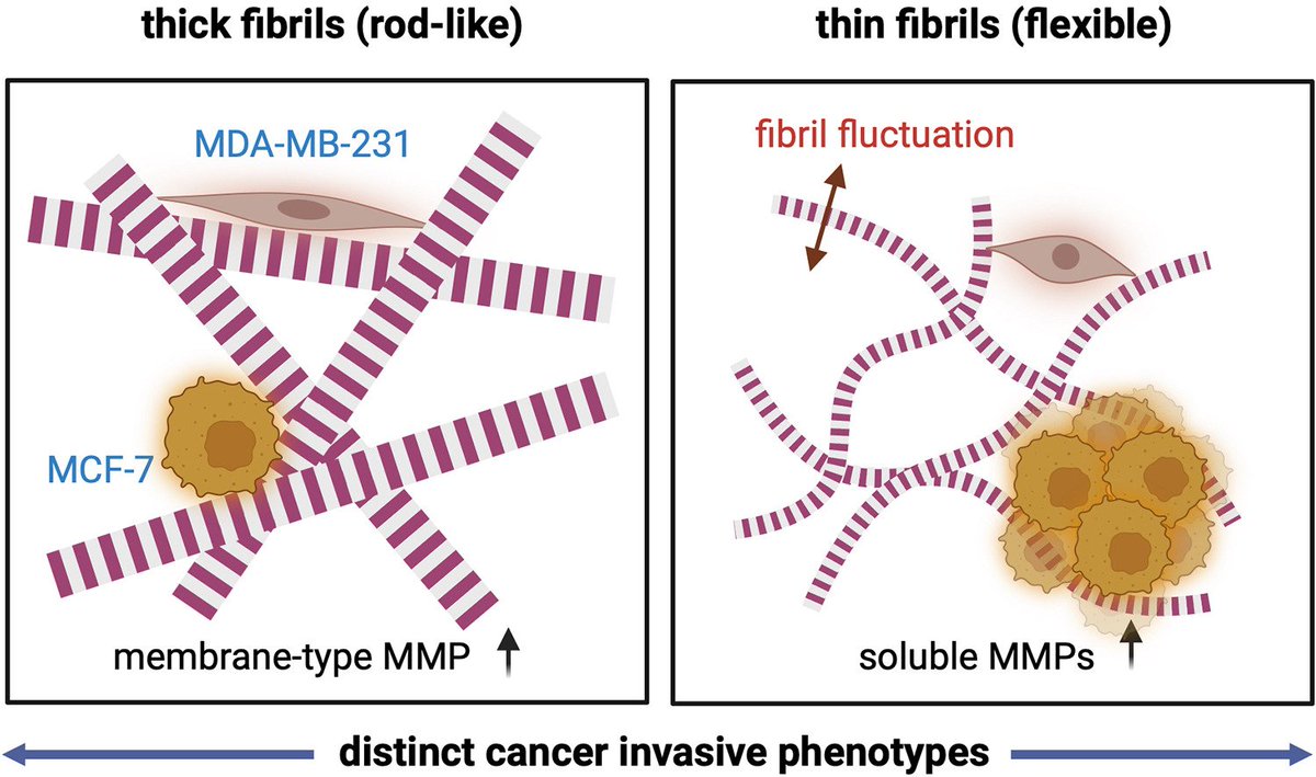 Biomaterials Advances (@biomaterialsadv) on Twitter photo Investigating breast cancer cell invasiveness; New findings highlight the role of fibrillar ECM networks on cancer invasiveness, emphasising the significance of 3D collagen network models for studying the disease.
sciencedirect.com/science/articl…
<a href="/jsapudom/">Jiranuwat (Bas) Sapudom</a> <a href="/UniLeipzig/">UNIVERSITÄT LEIPZIG</a> #breastcancer Investigating breast cancer cell invasiveness; New findings highlight the role of fibrillar ECM networks on cancer invasiveness, emphasising the significance of 3D collagen network models for studying the disease.
sciencedirect.com/science/articl…
<a href="/jsapudom/">Jiranuwat (Bas) Sapudom</a> <a href="/UniLeipzig/">UNIVERSITÄT LEIPZIG</a> #breastcancer