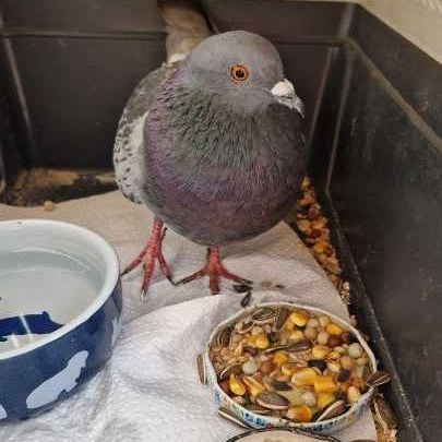 Niestety po wczorajszej wizycie w weterynarza okazało się, że Kura nie będzie już mogła wrócić do natury. Uszkodzenie skrzydła jest nieoperacyjne. 
Może znajdzie się ktoś, kto chciałby ją adoptować? 
Powiemy wszystko co i jak. 
Proszę o szerokie RT