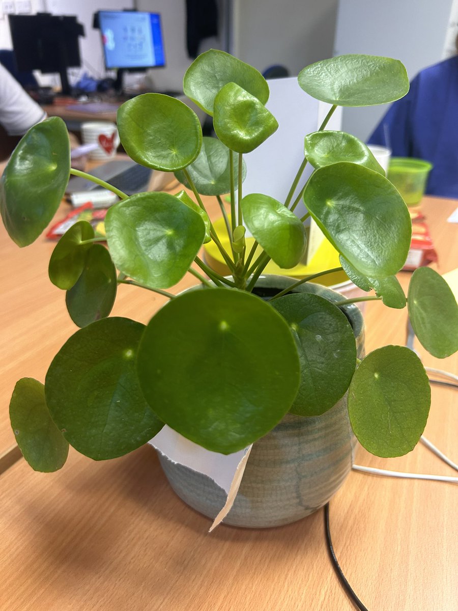 Nuriah Haleem tweet media