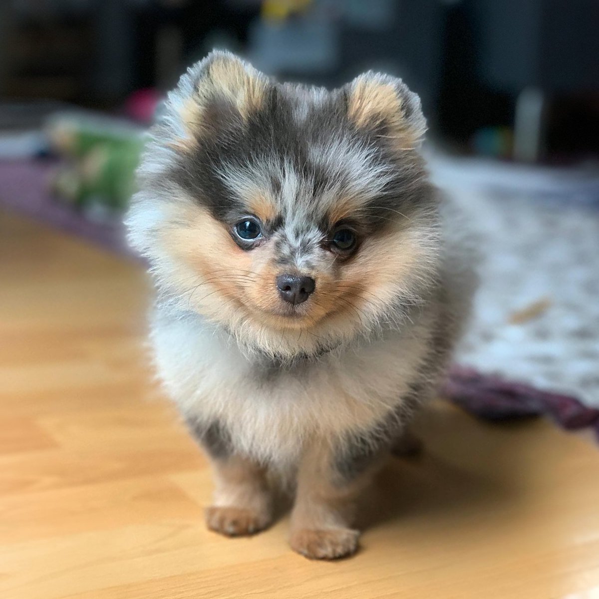 $Bubbles the Pom tweet media