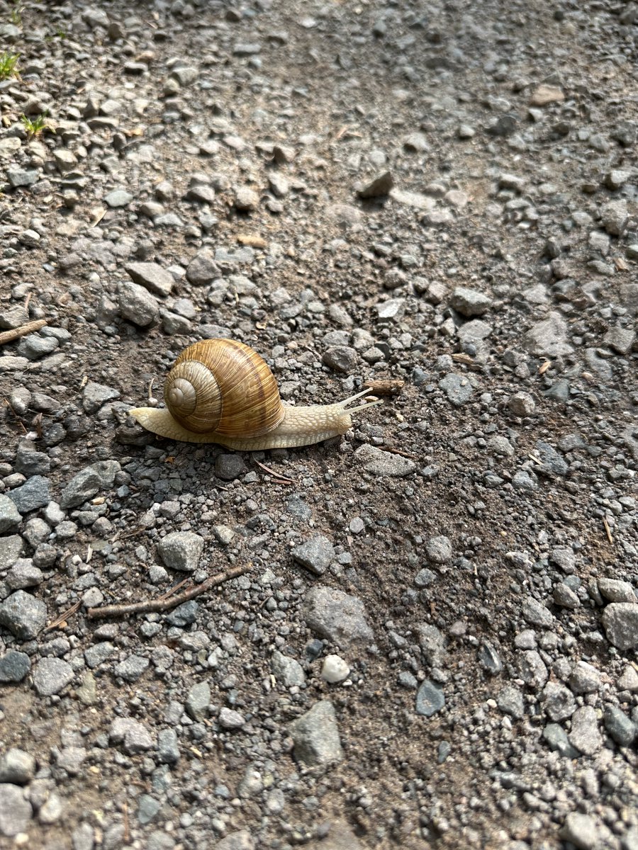 Day 24 of Embracing the Wonders of Life is all about embracing your experiences, like a snail carries his home. You want to know more about the link between these, then visit: linkedin.com/posts/fwammes_…