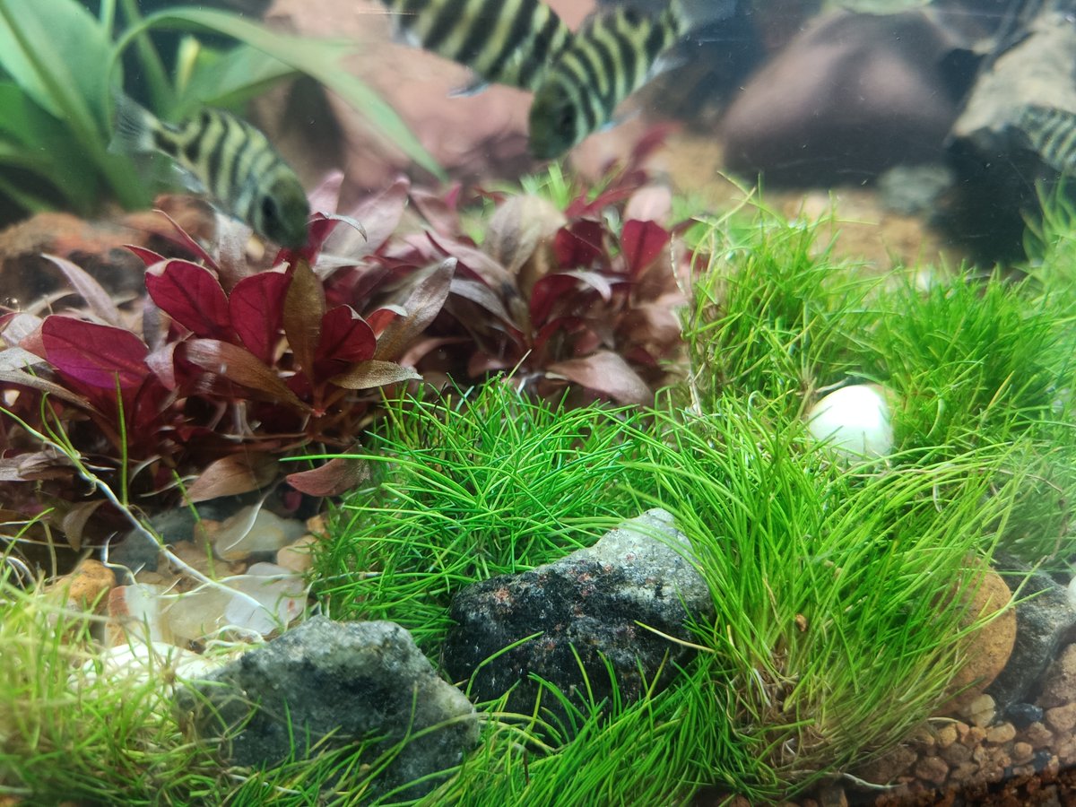 KUFOS (@kufos1) on Twitter photo Fourteen commercially important aquarium plants free of pathogens developed through tissue culture, ready for sale
For more details contact: 8594051356, 9446741508 Fourteen commercially important aquarium plants free of pathogens developed through tissue culture, ready for sale
For more details contact: 8594051356, 9446741508