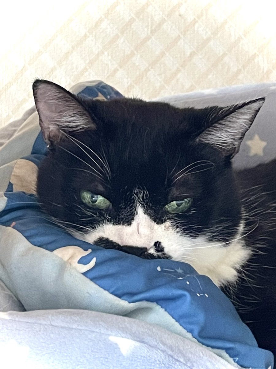 mayu20050211's tweet photo. 横からめっちゃ見られてた(￣○￣ﾉ)ﾉ
#ねこ #猫 #ネコ #クロにゃん #くぅちゃん #くぅたん #くぅ太郎 https://t.co/eK0UDBhLOT