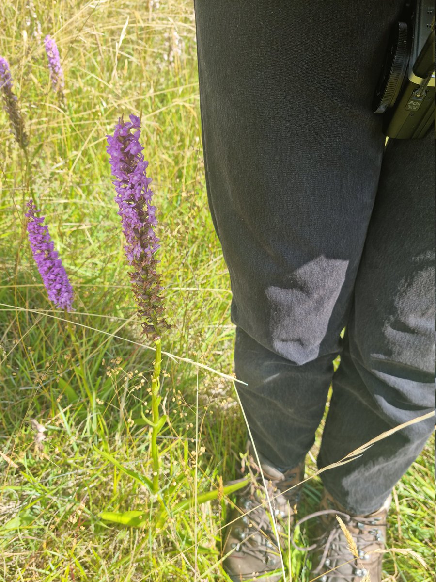 Sophie Olejnik (@sophie_oleo) on Twitter photo A delightful few days roaming <a href="/PGC1894/">Portmarnock Golf Club</a> where the air is filled with the scent of Chalk Fragrant Orchid - check out the over-the-knee monster! Targeted grassland management that really works thanks to late summer and spring cut & collect = sp. rich rough ๐ผ Green hay opps aplenty! A delightful few days roaming <a href="/PGC1894/">Portmarnock Golf Club</a> where the air is filled with the scent of Chalk Fragrant Orchid - check out the over-the-knee monster! Targeted grassland management that really works thanks to late summer and spring cut & collect = sp. rich rough ๐ผ Green hay opps aplenty!