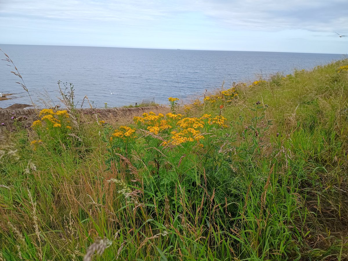 adamparker78's tweet image. Thursdays... that mid-week slump.🌾🌊 Take a deep breath of that sea air and let those grassy cliffs and wildflowers remind you: life’s a wild ride, but man it’s beautiful! Stop and just... be. 🍃✨ 

#ThursdayThoughts #CoastalVibes #NatureFix #WildBeauty #BreatheInBreatheOut