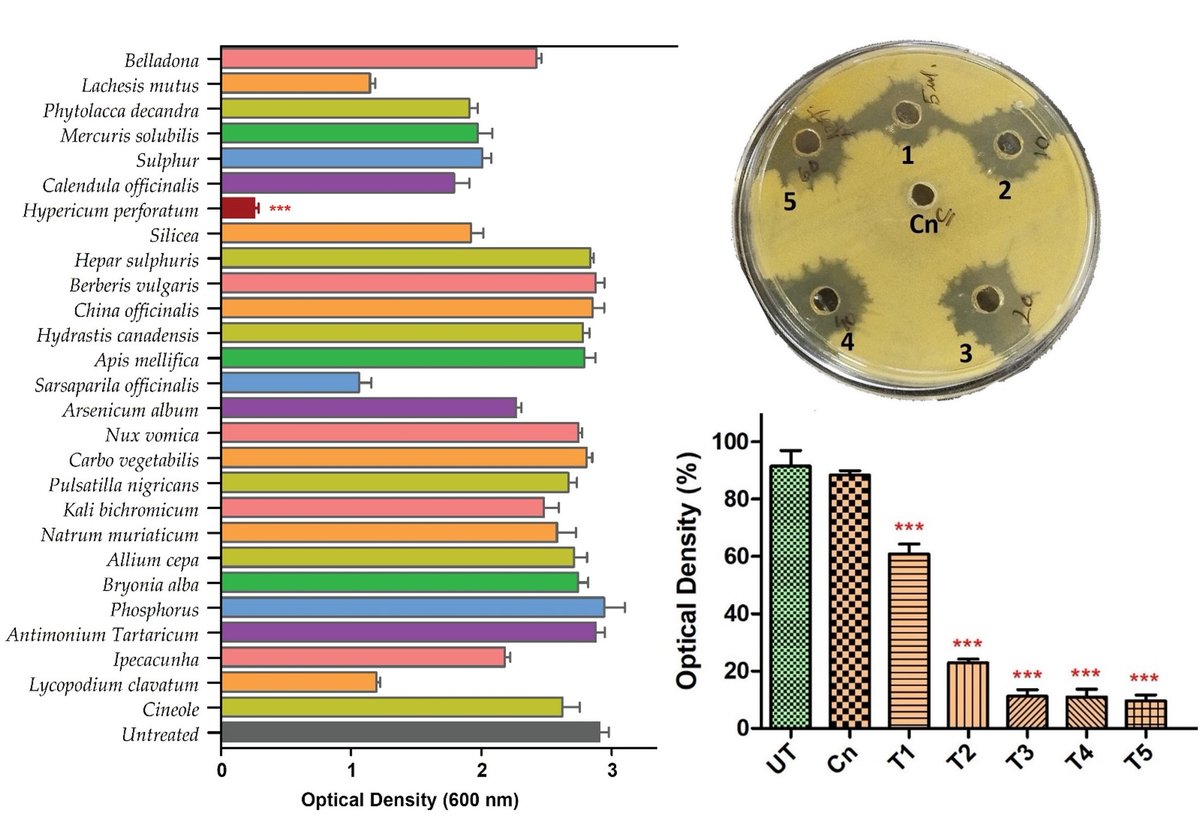 baindarap's tweet photo. Our new natural therapy-oriented paper to combat drug-resistant bacterial biofilms and associated infections is out now in Antibiotics, MDPI. 
We developed a new therapy using a homeopathic medicine in combination with eucalyptus oil.
https://t.co/YM3zt9E4K2
@MDPIOpenAccess https://t.co/4JXHMjza4b