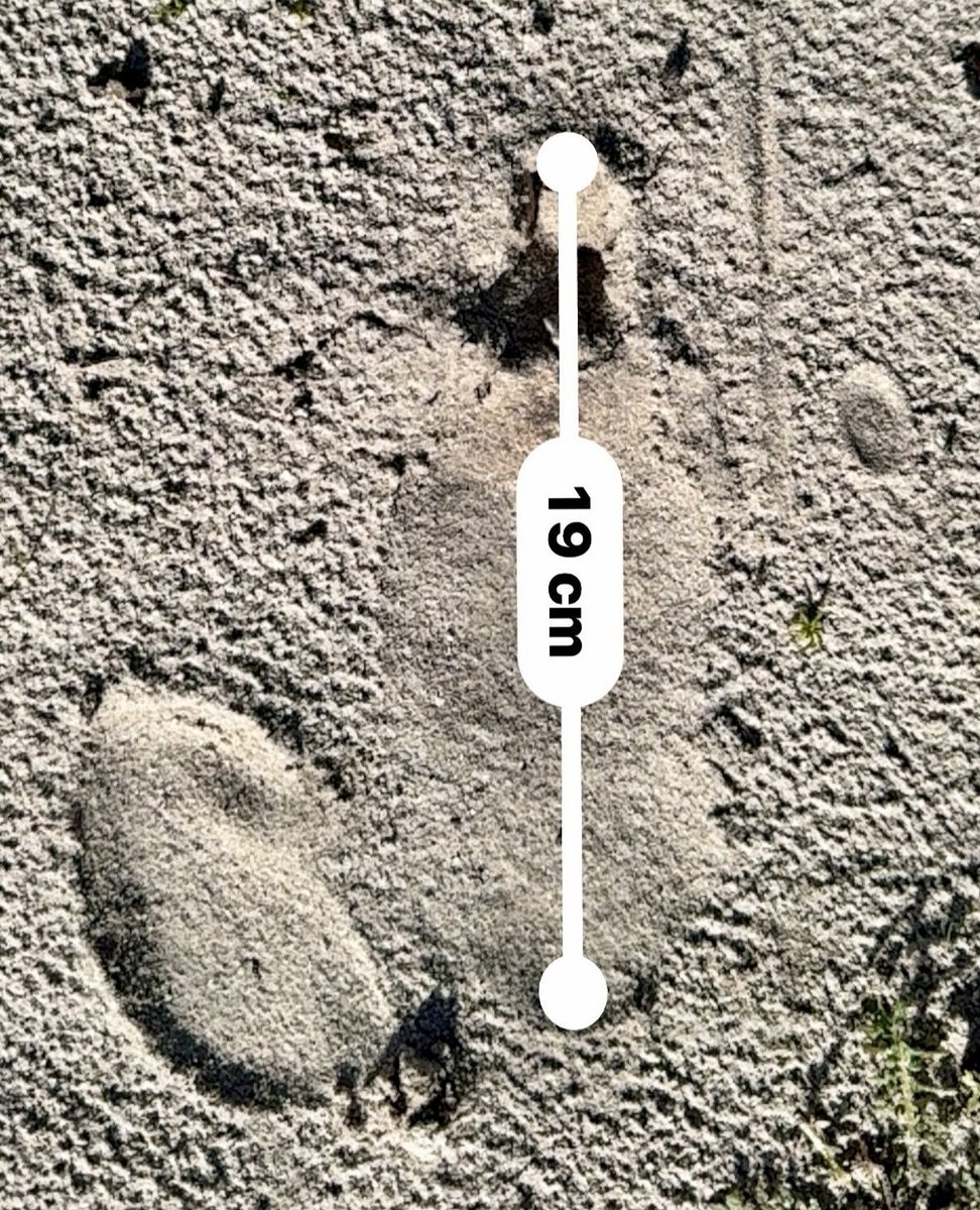 SpringfonteinE's tweet image. 🌅 "The ostrich: A blend of strength and grace." Did you know they can cover up to 5 meters in a single stride? Discover more about these incredible birds in our latest blog post. 🕊️ Link to blog: l8r.it/WrC4

#SpringfonteinEstate #Ostrich #Wildlife #NatureFacts