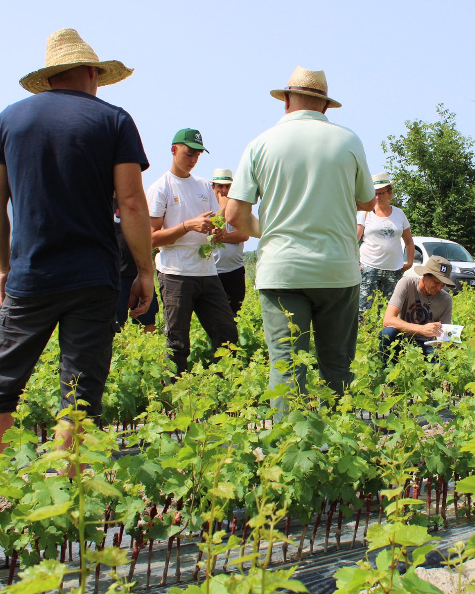 VITIPEP'S tweet media