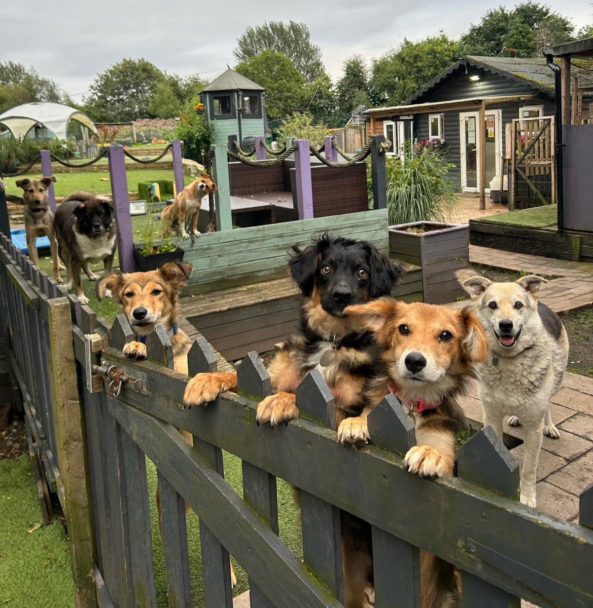 Dogs 4 Rescue tweet media