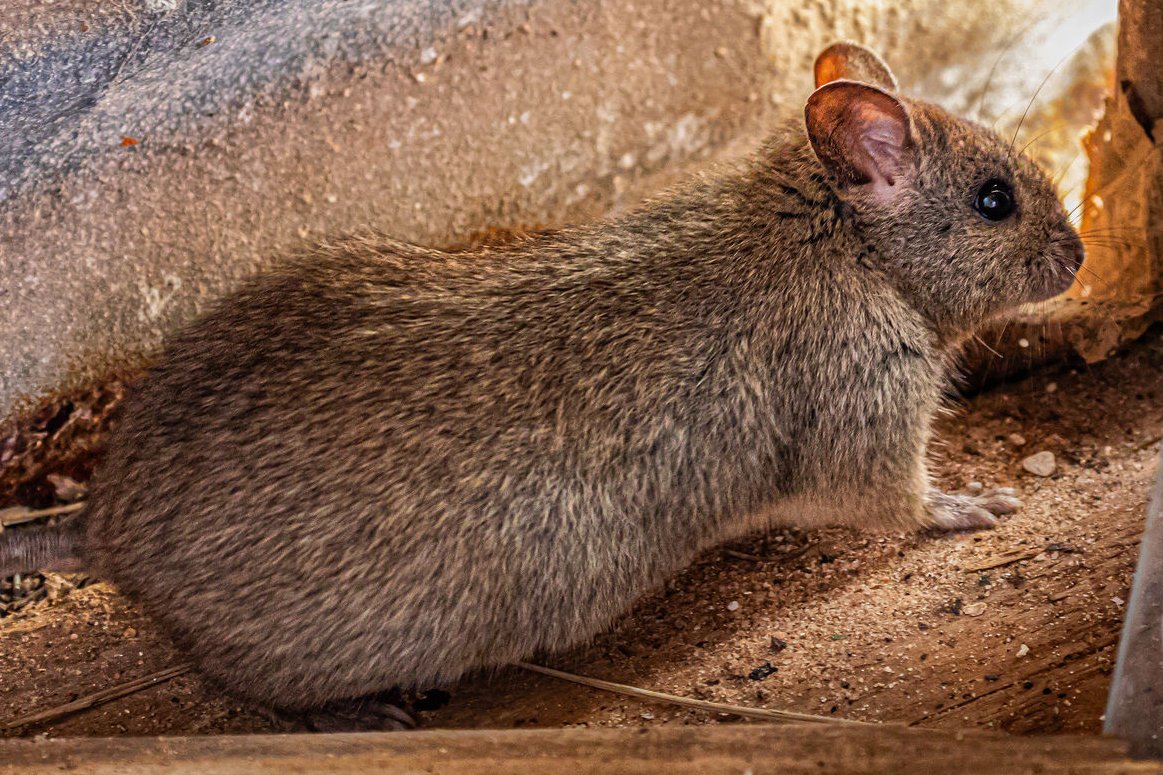 The boxthorn bed and breakfast? Our new paper, published in <a href="/CSIRO/">CSIRO</a>  wildlife research shows that Stick nest rats preferentially eat invasive boxthorn rather than native vegetation on Australia’s Reevesby Island
publish.csiro.au/wr/Fulltext/WR…