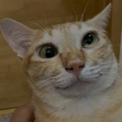 BS_DanielYT's tweet photo. Pov: You wake up and you don't know who to annoy 😁 https://t.co/HNWKJzhD5h