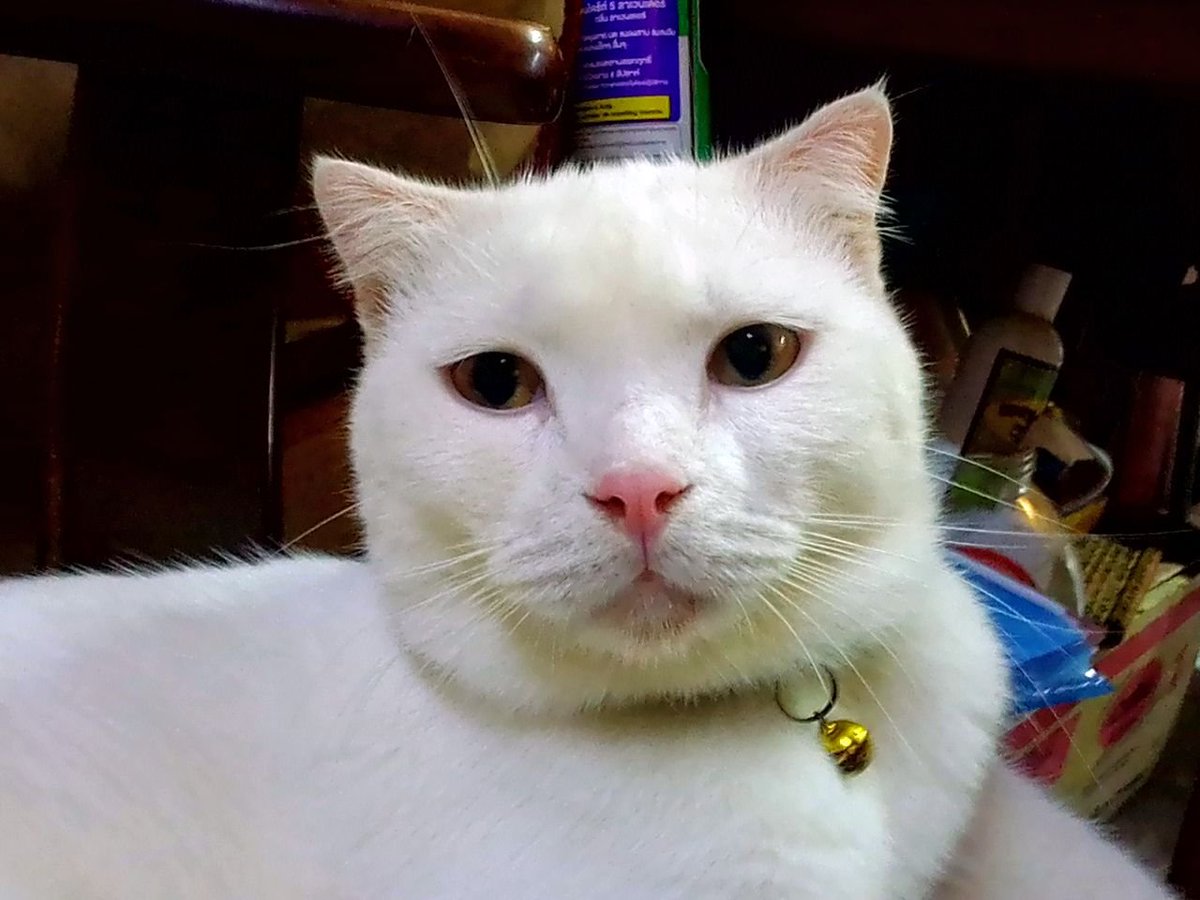 Cat in a noodle shop. "Kao" #catsofbangkok