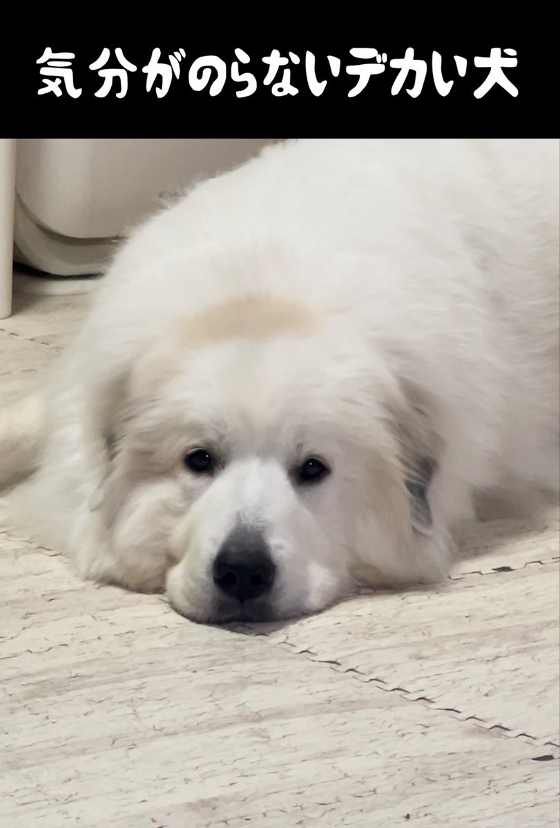溶けてる 暑すぎて好きな散歩も微妙な超大型犬 #グレートピレニーズ