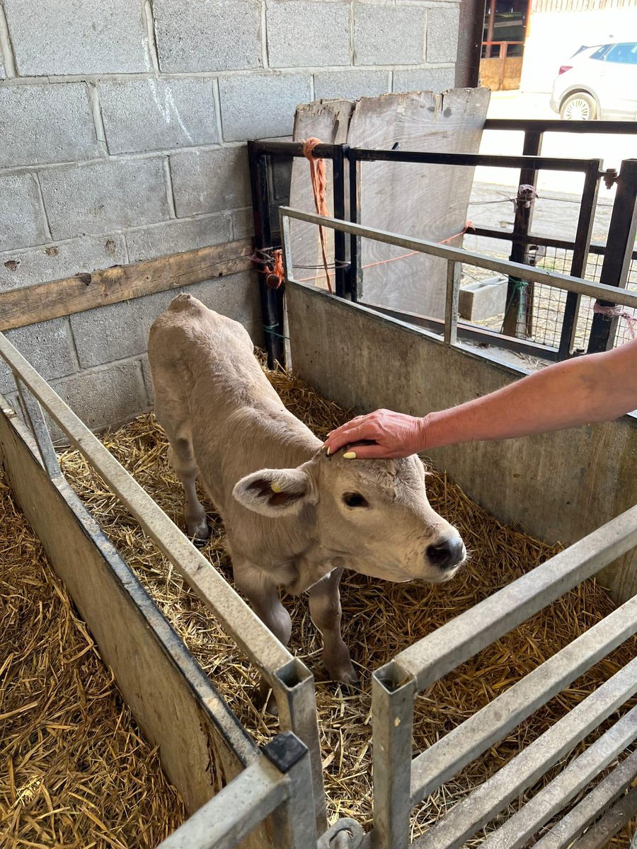 goldcrest_house's tweet image. 🥛 Here we are getting our daily dose of deliciousness at the Shiptonthorpe Milk Shed! Our farm-fresh milkshakes had us smiling all day long. 🐄🍦 #AutismAdults #MilkshakeHeaven #FarmToGlass #ShiptonthorpeMilkShed 🌱