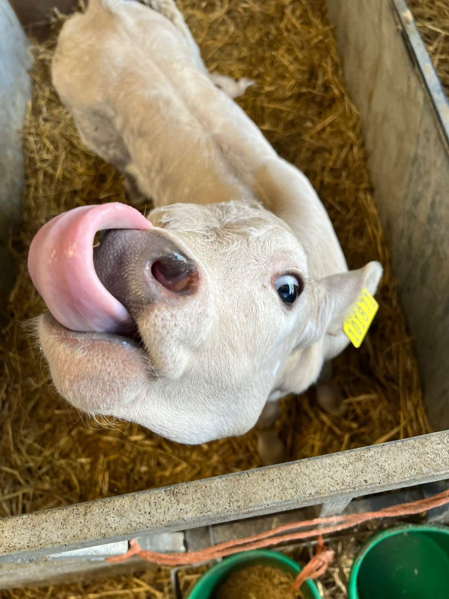 goldcrest_house's tweet image. 🥛 Here we are getting our daily dose of deliciousness at the Shiptonthorpe Milk Shed! Our farm-fresh milkshakes had us smiling all day long. 🐄🍦 #AutismAdults #MilkshakeHeaven #FarmToGlass #ShiptonthorpeMilkShed 🌱
