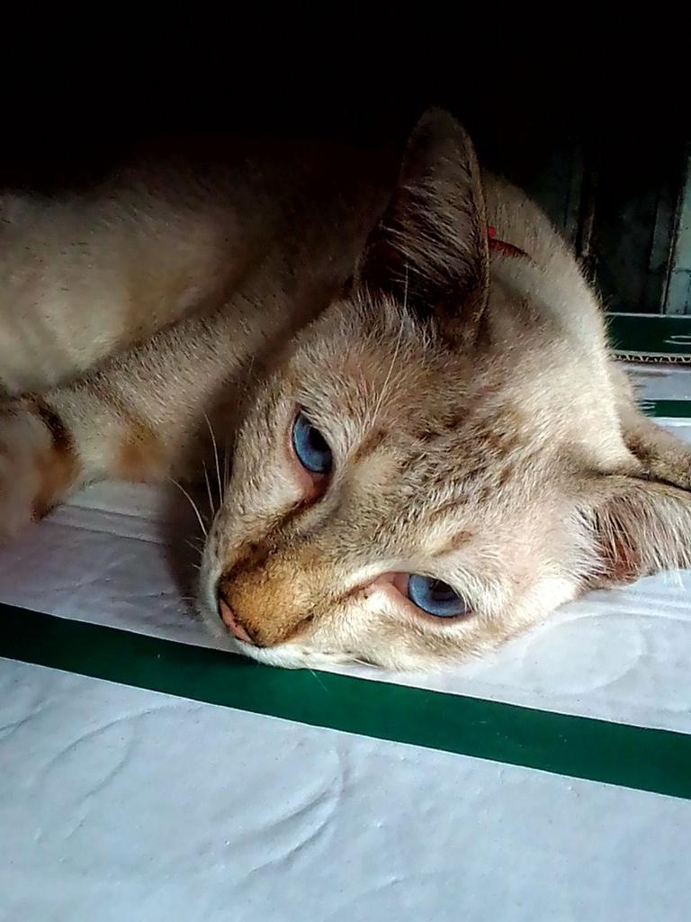 Liquor store cat. #catsofbangkok