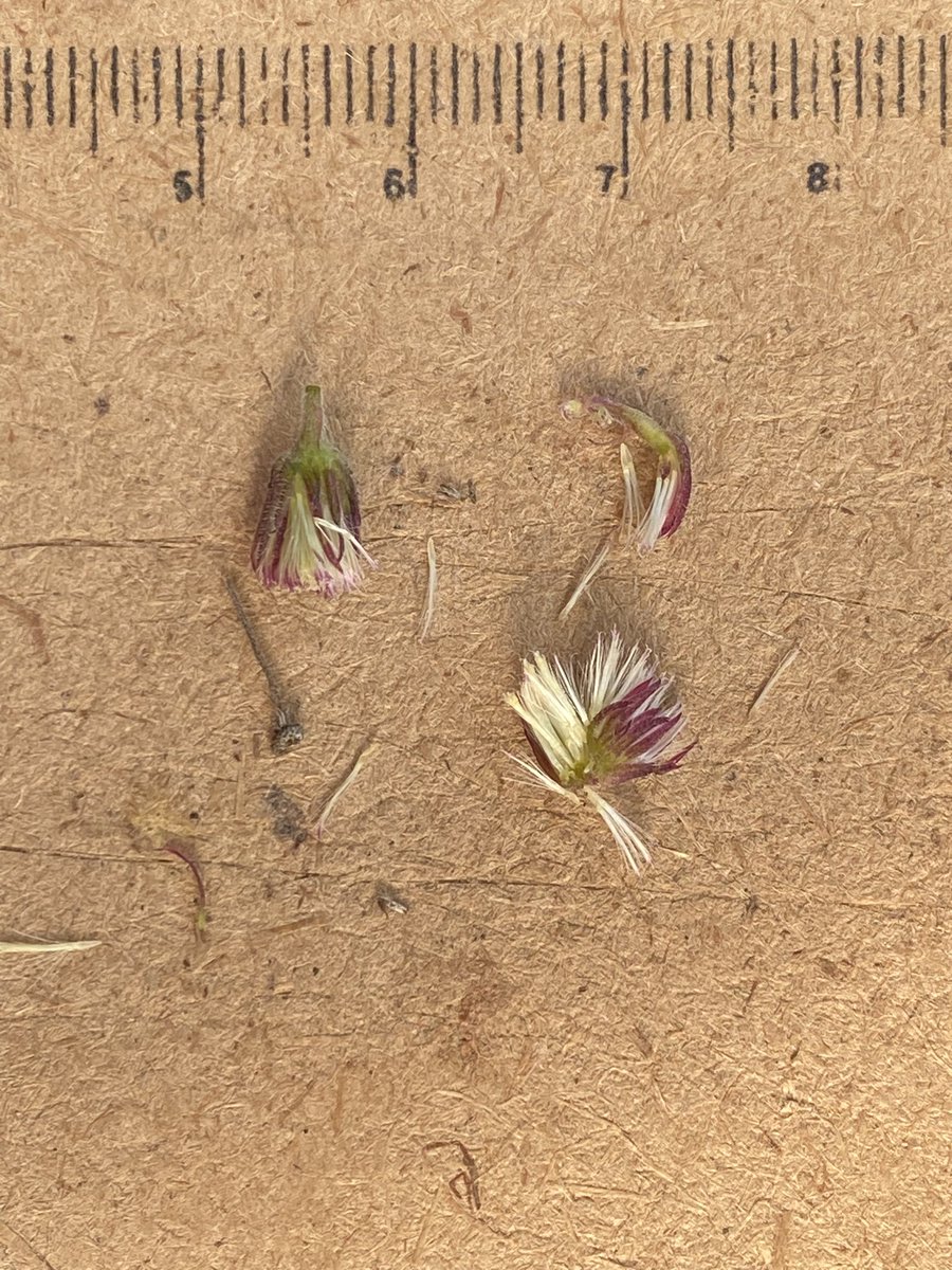 Chris Davey tweet media