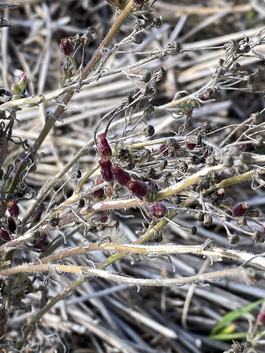 Chris Davey tweet media