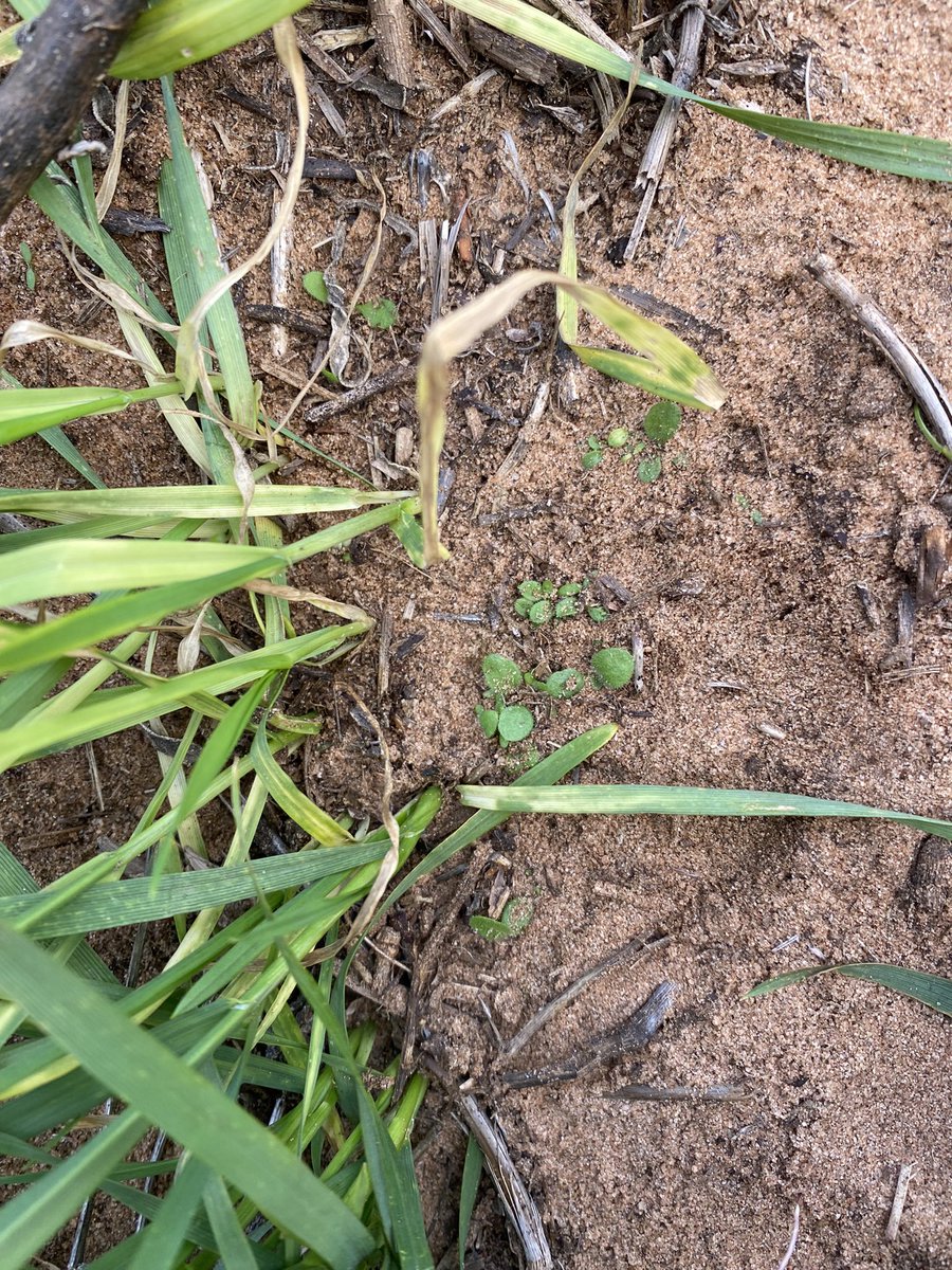 Chris Davey tweet media