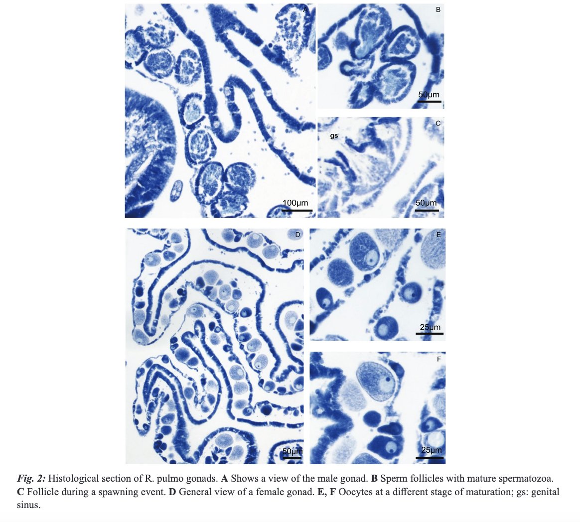 MeditMarSci's tweet image. MAMMONE, M., BASSO, L., RIZZO, L., ARAVIND, A., PAGLIARA, P., &amp;amp; PIRAINO, S. (2024). The reproductive pattern of the white barrel jellyfish Rhizostoma pulmo (Cnidaria, Scyphozoa) in the gulf of Taranto (Ionian Sea). doi.org/10.12681/mms.3…
#Reproductivecycle #Lipids #Rhizostomeae
