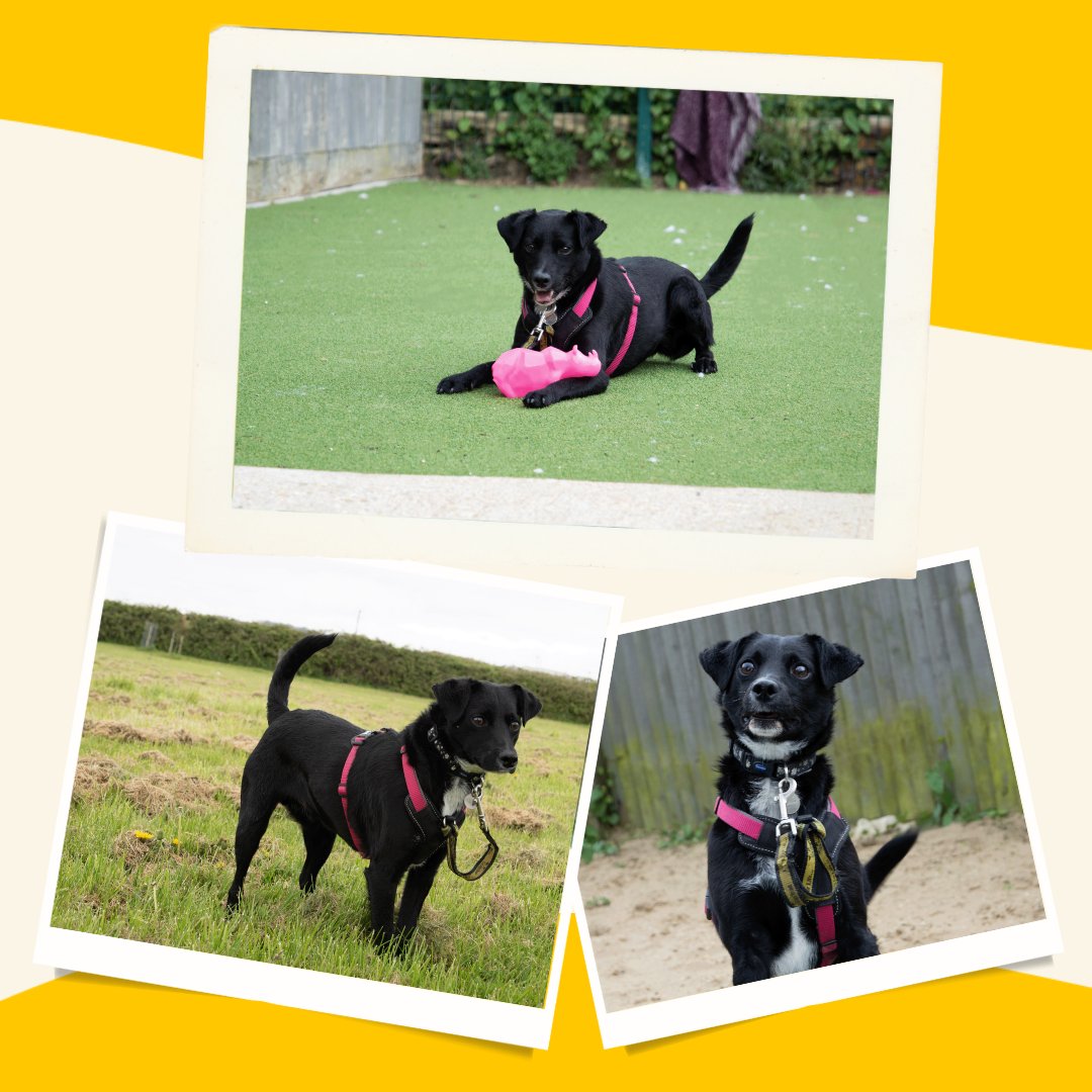 DT_Shoreham's tweet photo. Brian is our #DogOfTheWeek🐾
About Brian:
He is a 2 year old Terrier cross
He enjoys enrichment puzzles 🧩
He is sociable with other dogs on walks
His favourite toys include the squeaky kind
Could you be Brian's #PawfectMatch? Head to our website to fill out an application. https://t.co/0GCAUHOjPf