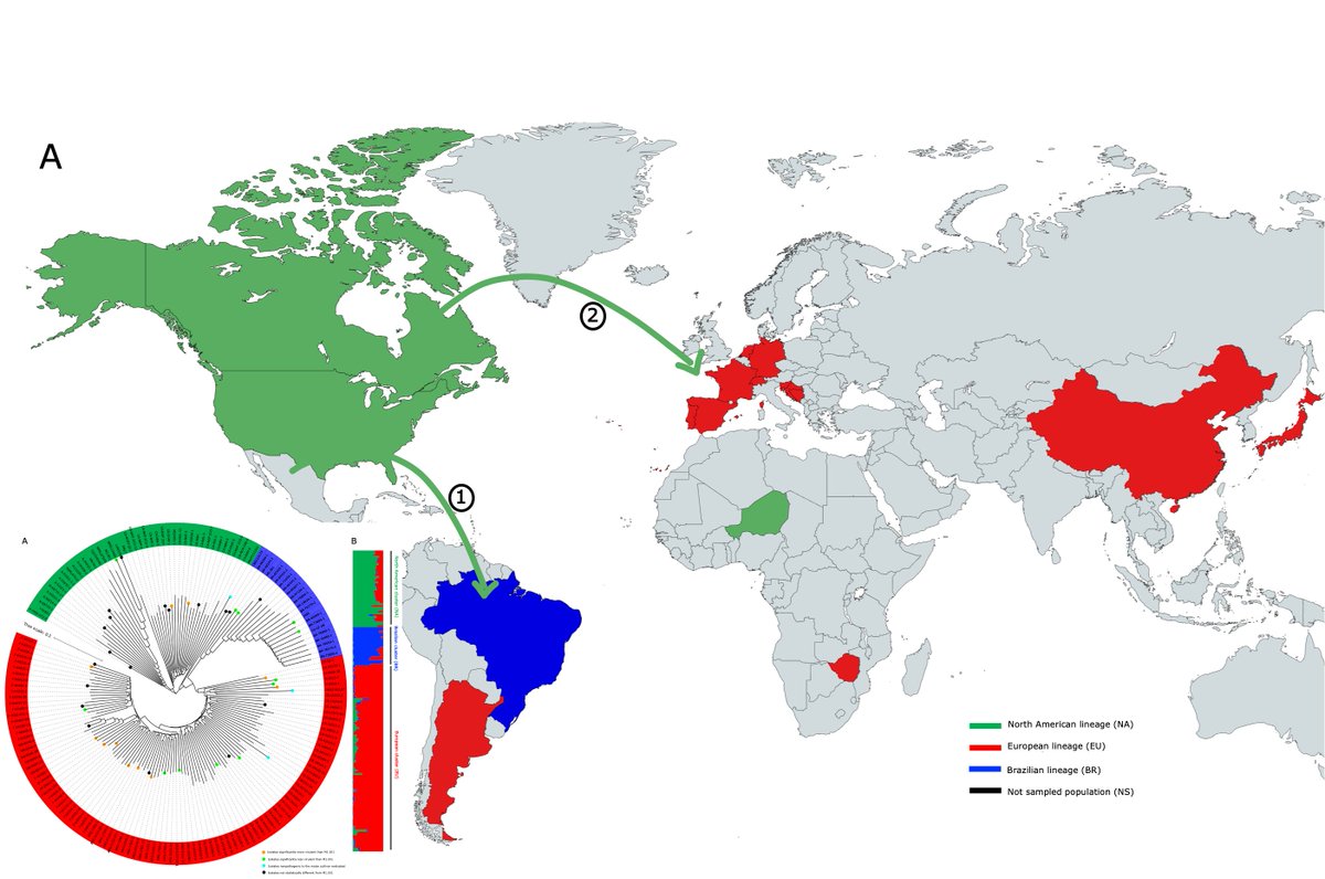 Our new population genomics study on #Colletotrichum! 🌿🧬 212 global isolates reveal isolation by distance and genetic introgression between lineages, indicating a long history of recombination! biorxiv.org/content/10.110…

🎧 Audio summary: sciencecast.org/casts/vqrc6gmb…