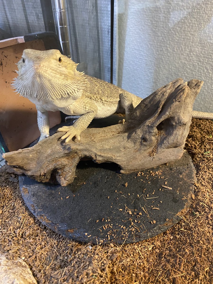 #一番くじに爬虫類と両生類がやってきた

めちゃやりたい