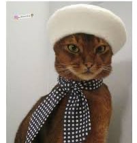 sarah | deveria estar escrevendo ✍🏼 tweet media