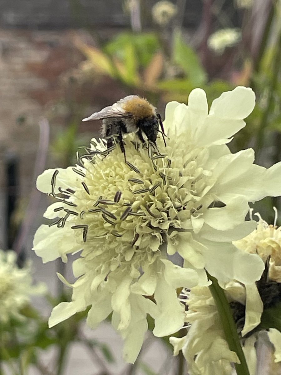 There’s literally a buzz about the Museum today! #countymuseumdundalk #visitlouth @visitlouth #greatdaysout #dundalkmuseum #louthcoco